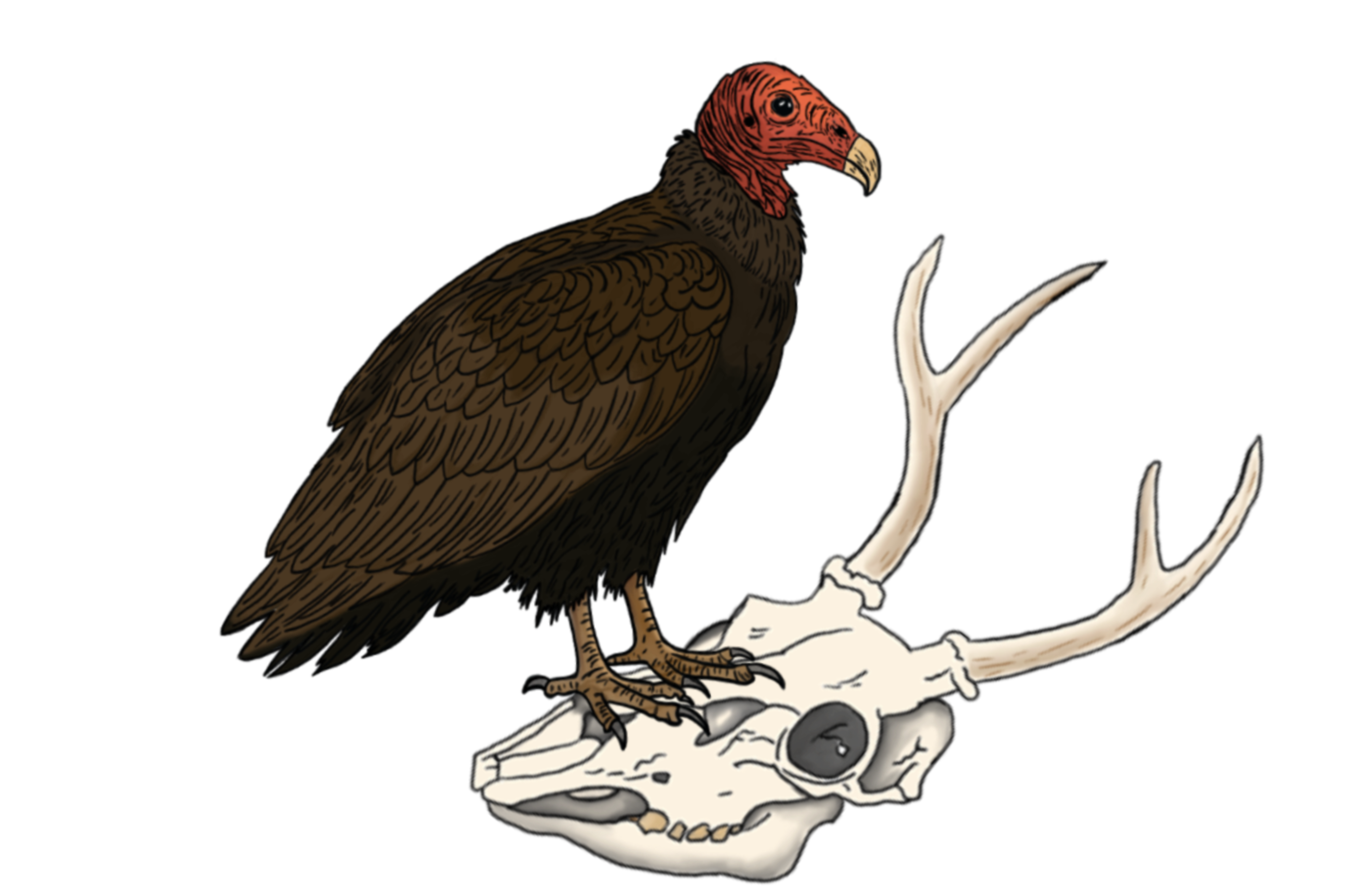 Illustration of a brown vulture with a red head, perched on a white animal skull with antlers, set against a black background, conveying a mysterious tone.